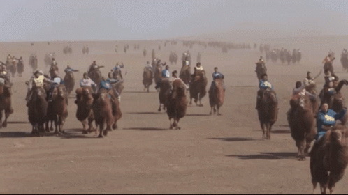 Mongolia Camel Race GIF - Mongolia Camel Race Jockey GIFs