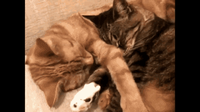 Cat Holding GIF - Cat Holding Hands GIFs