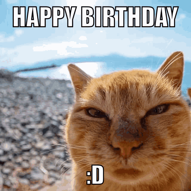 Happy Birthday Cat Jasgagger Meepy Dm4uz3 GIF - Happy Birthday Cat Jasgagger Meepy Dm4uz3 GIFs