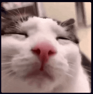 a close up of a cat with its eyes closed and a red nose .