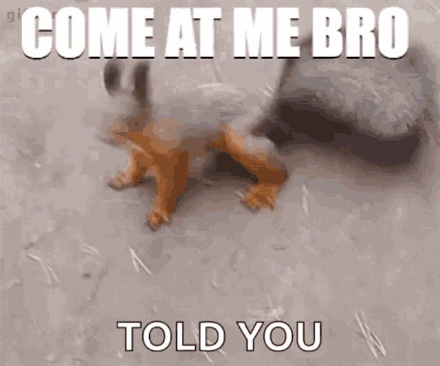 a squirrel is walking on the ground with the words `` come at me bro told you '' written above it .