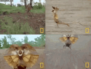 a collage of four pictures of animals with a national geographic logo on the bottom left