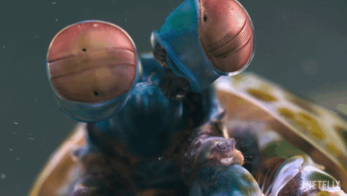 Dilate Pupils Mantis Shrimp GIF - Dilate Pupils Mantis Shrimp Our Living World GIFs