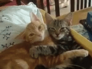 Cats Snuggle GIF - Cats Snuggle Clingy GIFs