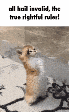 a kitten standing on its hind legs with the words all hail invalid the true rightful ruler
