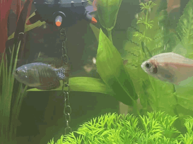 two fish are swimming in a tank with plants and a fishing rod