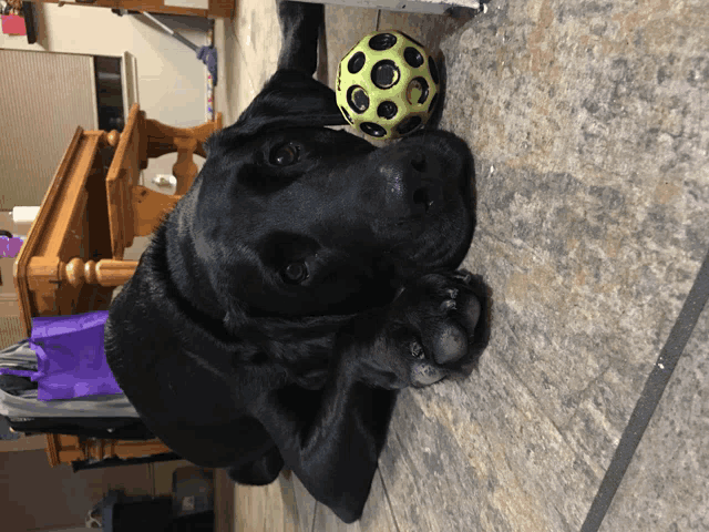 a black dog is laying down with a yellow ball in its mouth