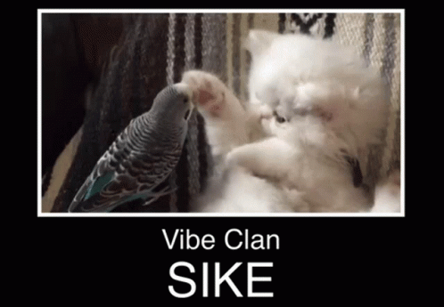 Vibe Vibing GIF - Vibe Vibing Bird GIFs