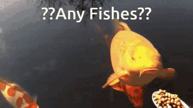 Fish Be On Soon GIF - Fish Be On Soon 30minutes GIFs
