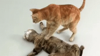 Cpr Cats GIF - Cpr Cats Staying Alive GIFs