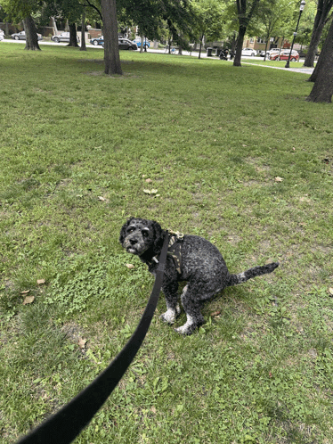 a small black dog on a leash sitting in the grass