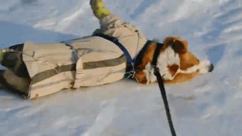 a brown and white dog wearing a coat and green shoes is walking in the snow