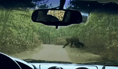 a monkey is walking down a dirt road in front of a car .
