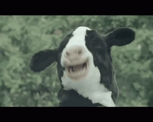 Cows Boo GIF - Cows Boo GIFs