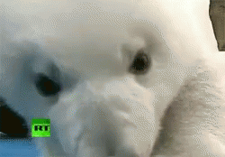 Let'S Be Freinds GIF - Polarbear Lick Cute GIFs