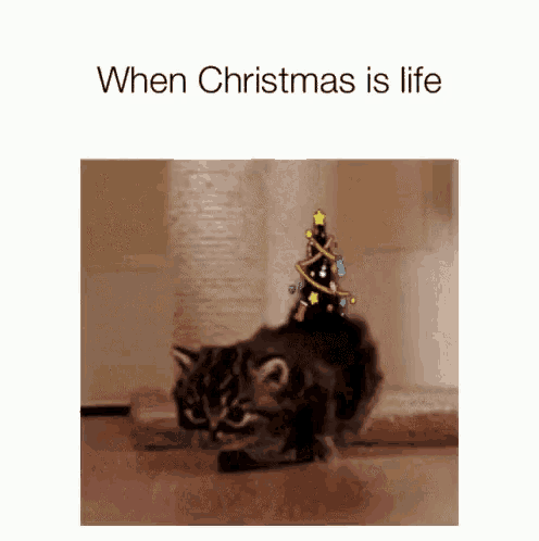 a picture of a cat with a christmas tree on top of it .