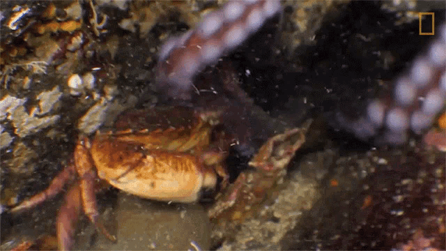 Octopus Pulling A Crab Camouflage Queen GIF - Octopus Pulling A Crab Camouflage Queen Wonderfully Weird GIFs