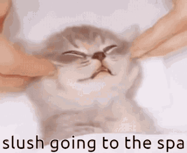 Cat Slushicle GIF - Cat Slushicle Clushandchai GIFs