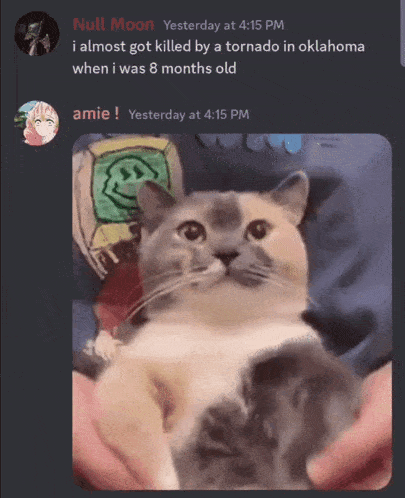 a cat is being held in someone 's hands in a discord conversation