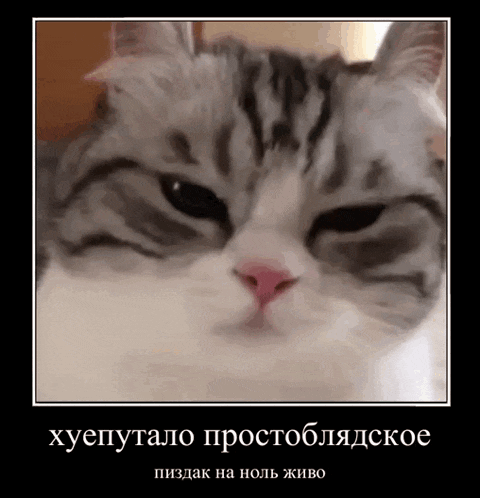 a close up of a cat 's face with a caption in russian