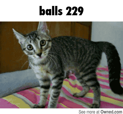 a cat is standing on a bed with the words balls 229 below it