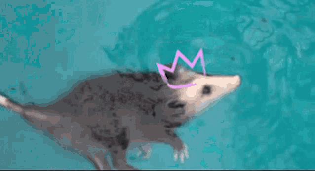 Possum Swimming GIF - Possum Swimming Crownunder GIFs