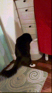 a black cat is sitting on a rug next to a red chair