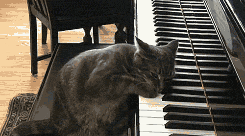Cat...I'M A Professional! GIF - Playing Cat Piano GIFs