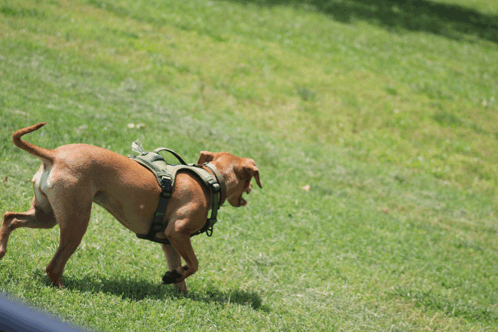 Skye And Harper Run GIF - Skye And Harper Run GIFs