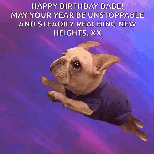 a dog wearing a purple shirt is flying through the air with the words happy birthday babe