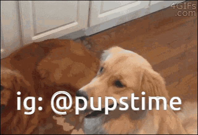 a picture of two dogs with the hashtag @pupstime