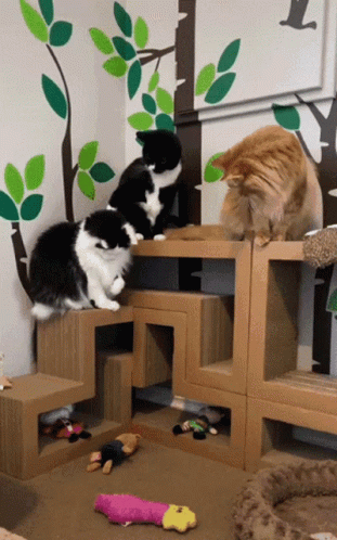 Funny Cats Theoreocat GIF - Funny Cats Theoreocat Cats GIFs