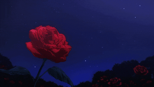 a red rose is against a dark blue sky