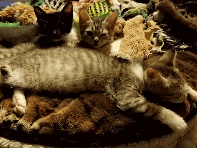 a group of kittens are laying on top of each other