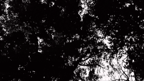 a black and white photo of trees with the sun shining through them