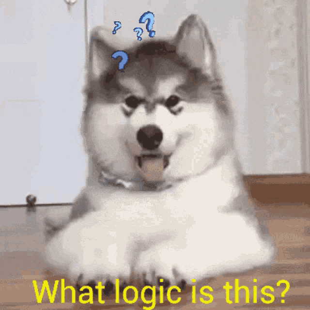 Dog Logic GIF - Dog Logic Cute GIFs