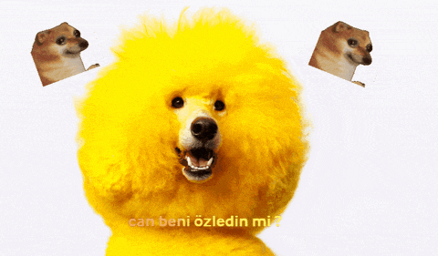 a yellow dog with the words can beni ozledin mi
