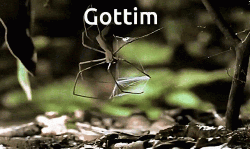 Spider Gottim GIF - Spider Gottim Gotcha GIFs