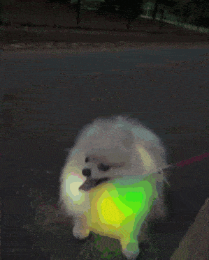 Pomeranian Dog GIF - Pomeranian Dog Doggo GIFs