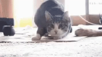 Shaquille O Neal Cat GIF - Shaquille O Neal Cat Wiggle GIFs