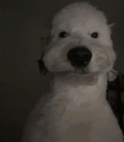a close up of a white dog 's face with a black nose