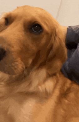 a close up of a dog 's face with a blue shirt behind it