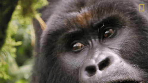 What Close Gorilla Encounter GIF - What Close Gorilla Encounter Explorer GIFs