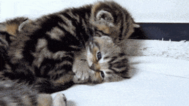 two kittens are laying on top of each other on a white surface
