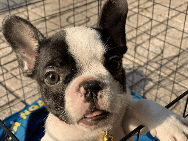 a black and white puppy is sitting in a cage with a blue bag that says " dog " on it