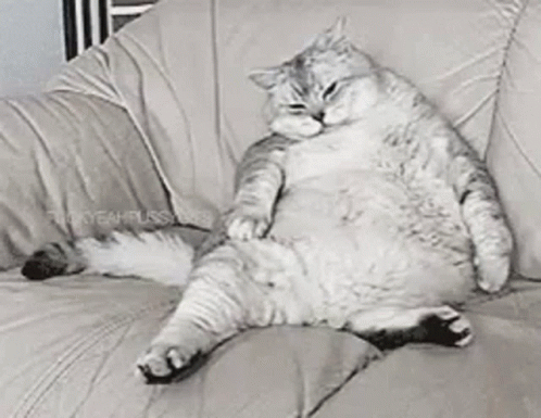 Fat Cat GIF - Fat Cat Kitten GIFs