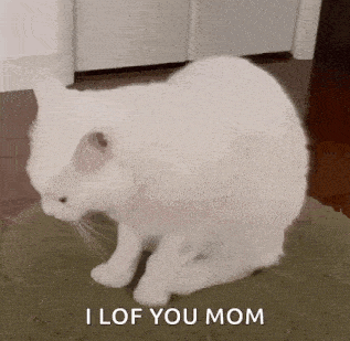 a white cat is sitting on a pillow and saying `` i love you mom '' .