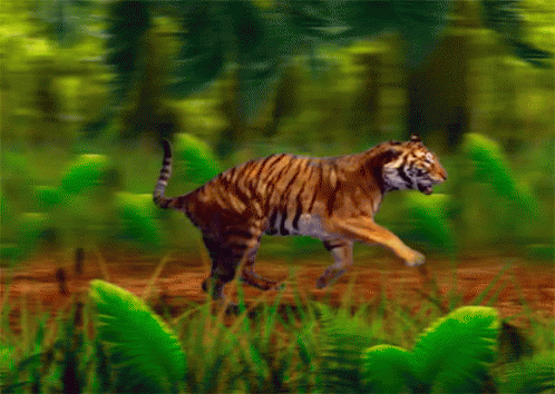 Tiger Forest GIF - Tiger Forest Run GIFs