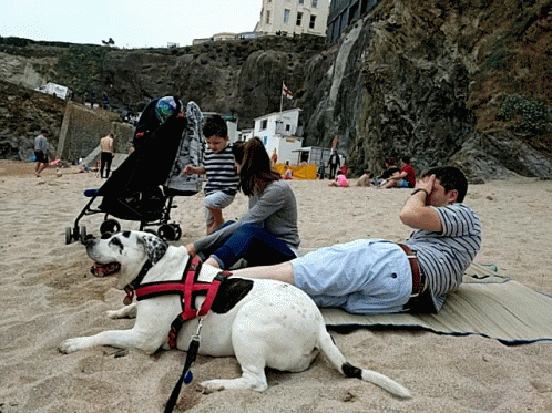 Beach Dog Newquay Esmedog GIF - Beach Dog Newquay Beach Dog GIFs