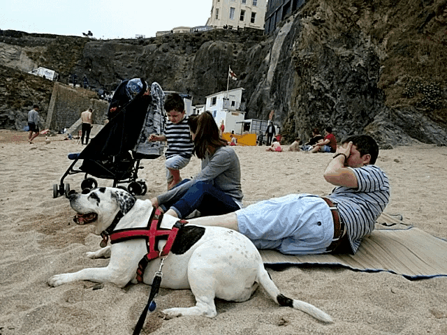 a man is laying on a blanket on the beach with a dog